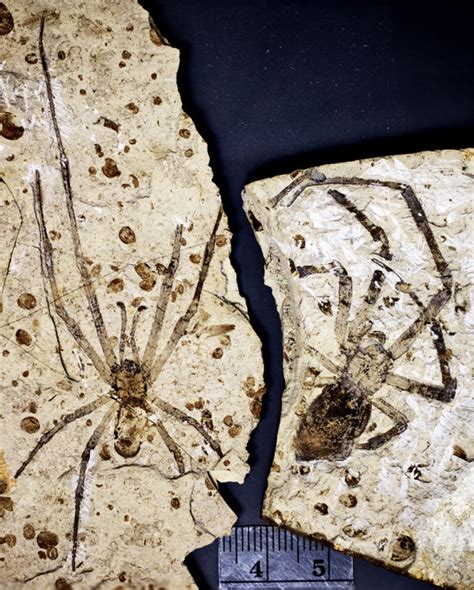 the biggest spider fossil found.